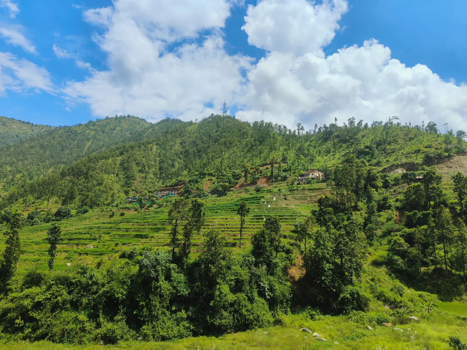 Declining Nutrient Levels in India's Staple Crops Threaten Health