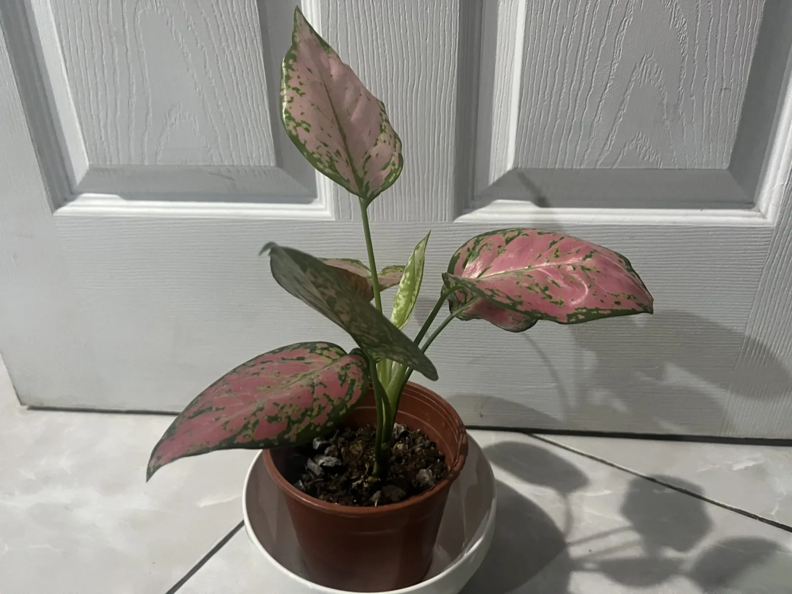 Decoding Plant Signals: Startup Uses AI to Understand Plant Needs