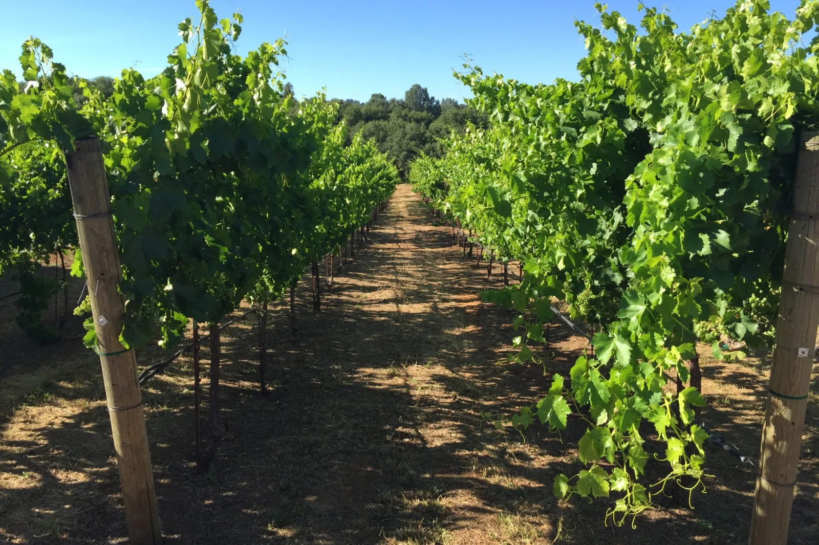 Swedish Winemakers Thrive Amid Climate Change Challenges