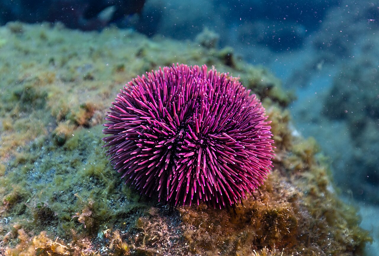 A Sea Squirt Compound Reversed Signs of Ageing in Older Mice